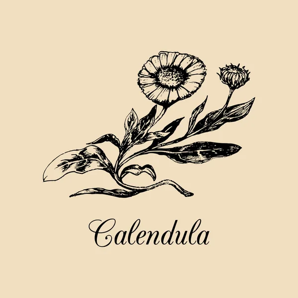 Calendula branch sketch — стоковий вектор