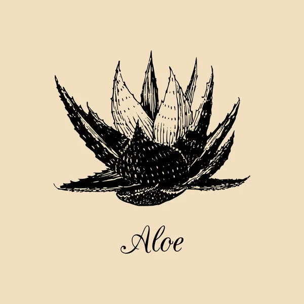 Aloe-Ast-Skizze — Stockvektor