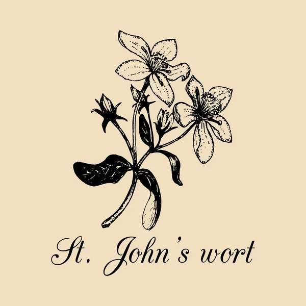 St. Johns wort branch — Stock Vector