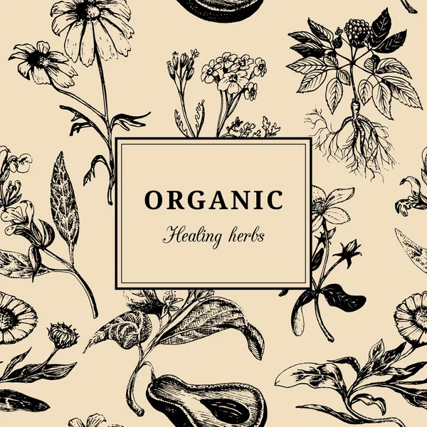 Organic healing herbs — Stock Vector