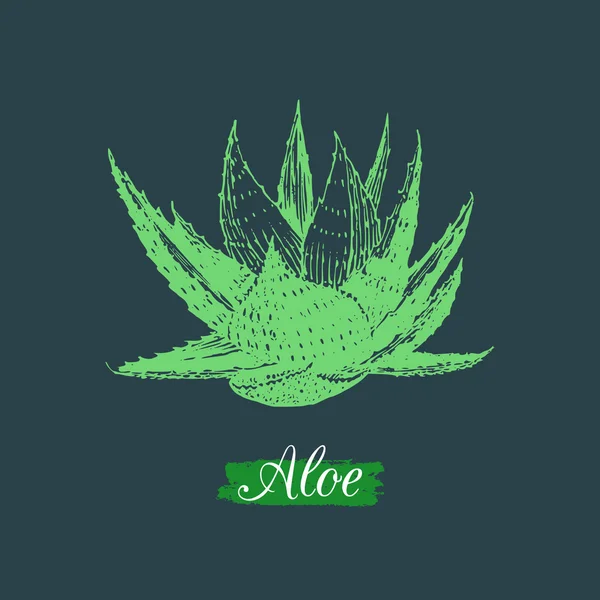 Planta de aloe vera — Vector de stock