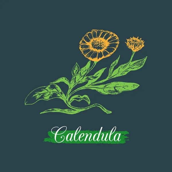 Calendula virág vázlat — Stock Vector