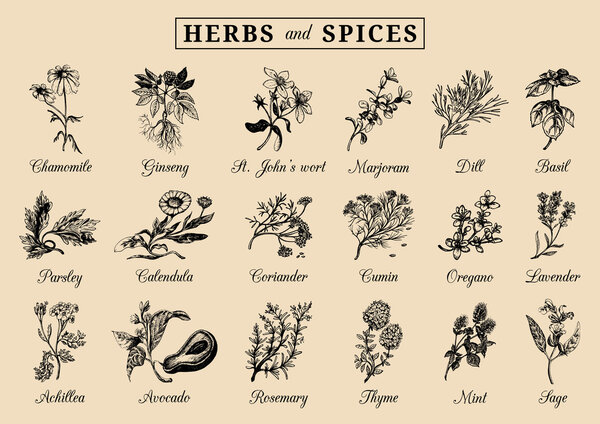 Herbs and spices set