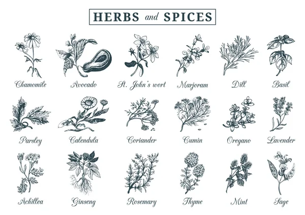 Ensemble d'herbes et d'épices — Image vectorielle