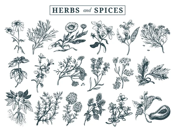 Herbs and spices set — Stock Vector