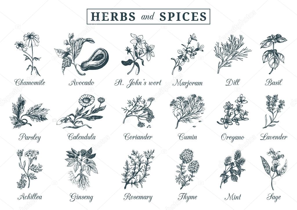 Herbs and spices set