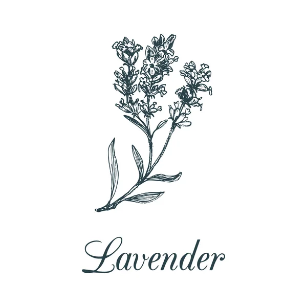 Hierba de rama de lavanda — Vector de stock