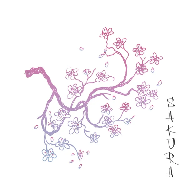 Sakura branche de cerise japonaise . — Image vectorielle