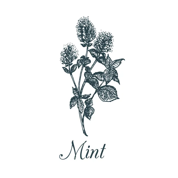 Mint plant schets — Stockvector