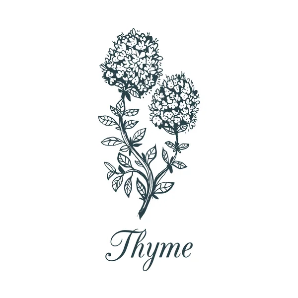 Plante de thym avec des fleurs — Image vectorielle