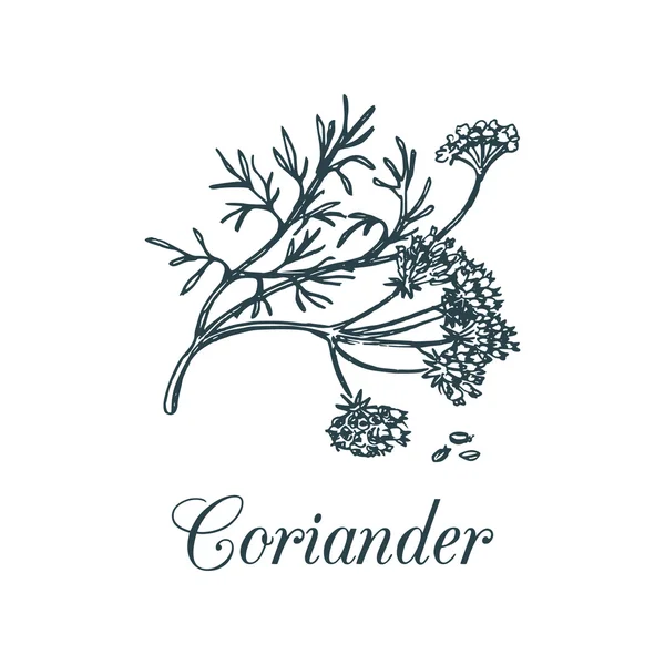 Chinese parsley - coriander — Stock Vector
