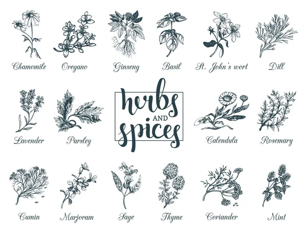 Herbs and spices set. — Stock Vector