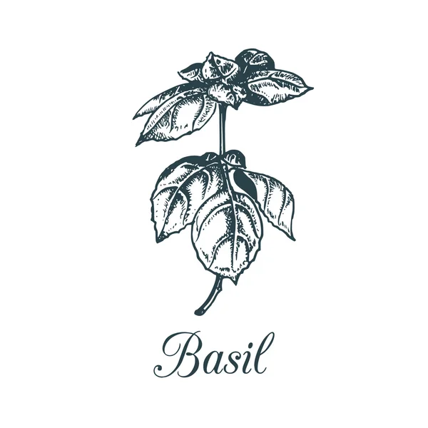 Spezia - foglie di basilico — Vettoriale Stock