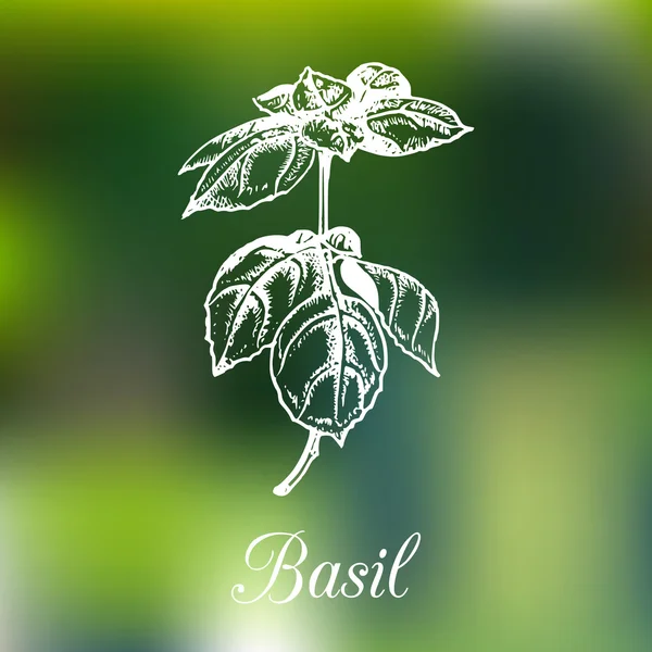 Basil branch sketch — Stock Vector