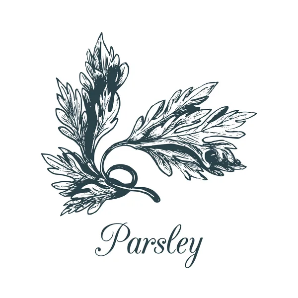 파슬리 잎의 식물 그림. — 스톡 벡터