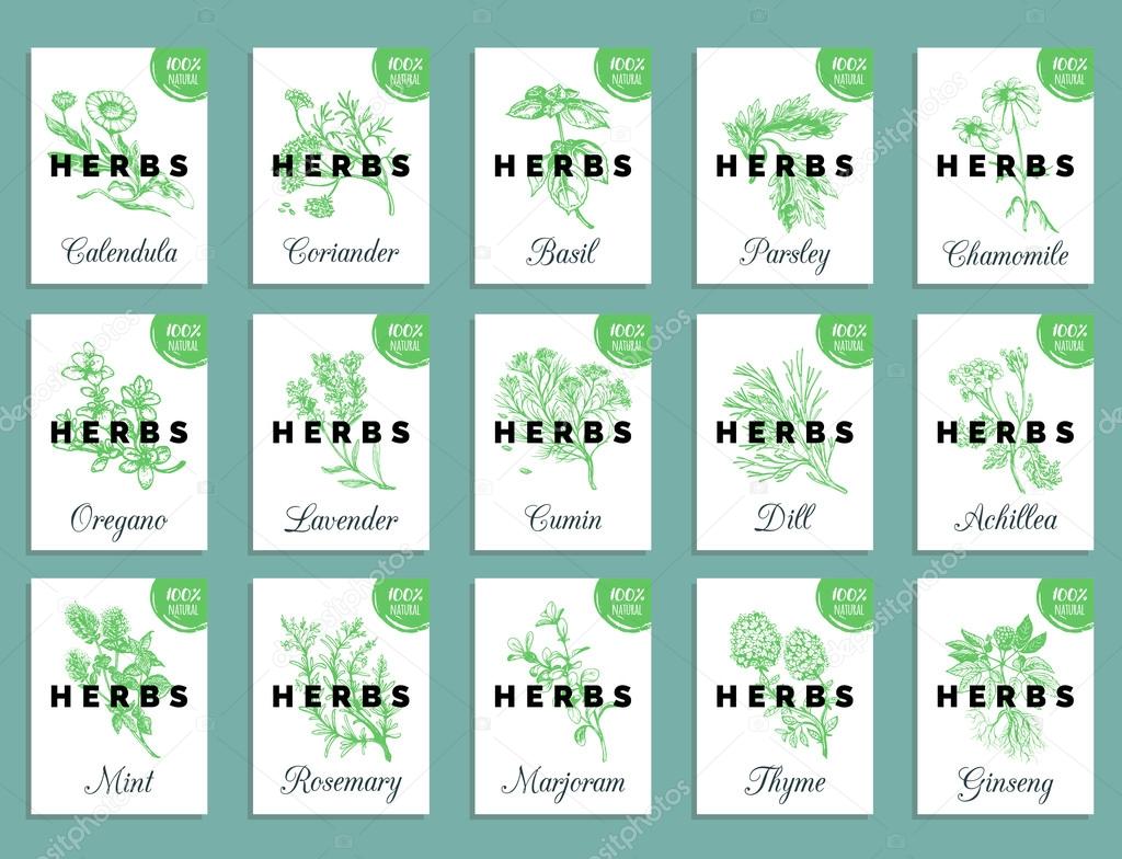 Herbs and spices cards set.