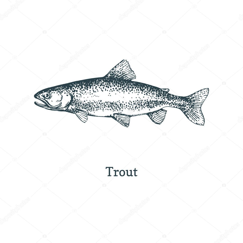 Trout illustration. Fish graphic sketch in vector.