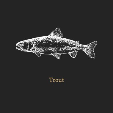 Alabalık çizimi. Vektörde balık grafiği çizimi.