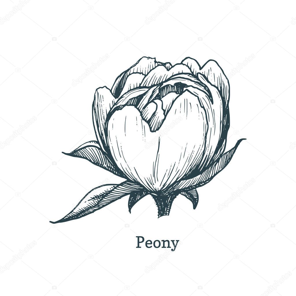 Peony drawing in engraving style. Sketch in vector