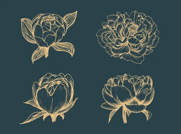 Pfingstrose Zeichnungen in Vektor gesetzt. Skizzen von Blumen. — Stockvektor