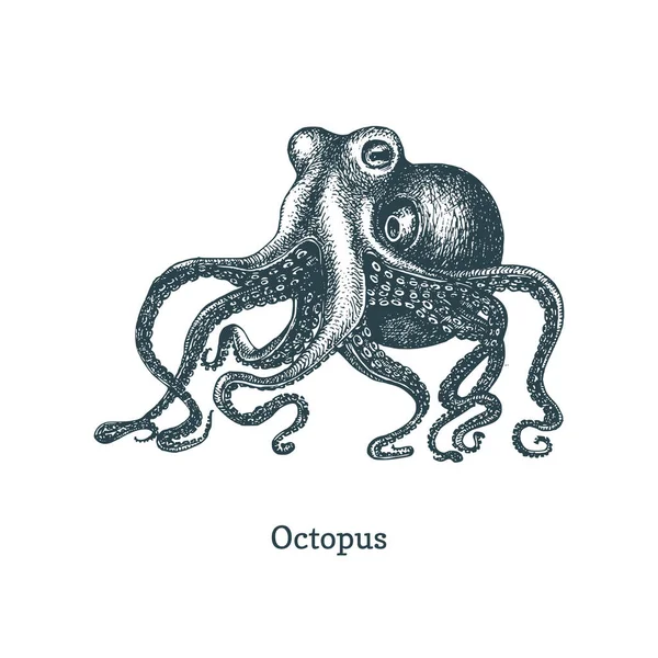 Octopus em vector.Molusco esboço em estilo gravado —  Vetores de Stock