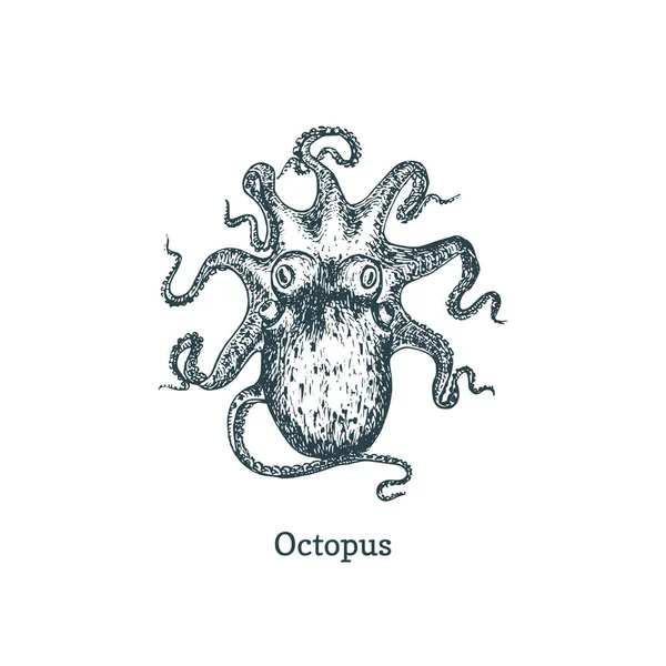 Vektorová kresba chobotnice. Obrázek v rytém stylu. — Stockový vektor