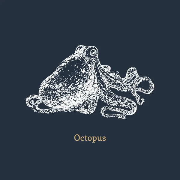 Octopus em vector.Molusco esboço em estilo gravado — Vetor de Stock