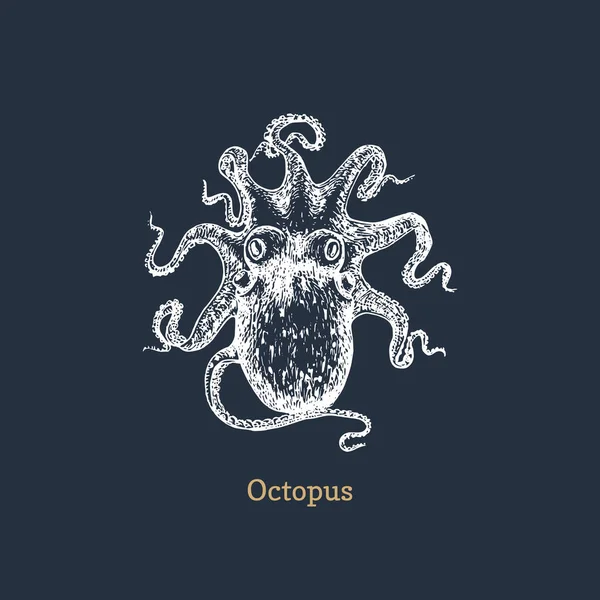 Octopus em vector.Molusco esboço em estilo gravado — Vetor de Stock