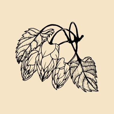 şerbetçiotu kabataslak illüstrasyon