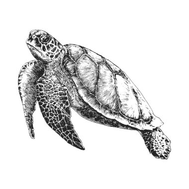 Kaplumbağa, vektör olarak el çizimi, oymacılık stilinde klasik çizim