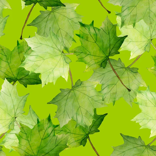 Ahornblätter Verschiedene Herbstblätter Art Bild Auf Weißem Und Farbigem Hintergrund — Stockfoto