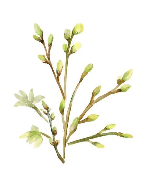 Watercolor Illustration Flowering Branch Motive Tree Branch Image White Colored — Stock Photo, Image