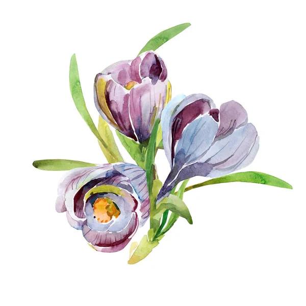 Crocus Bouquet Pattern Watercolor Image Sur Fond Blanc Coloré Modèle — Photo