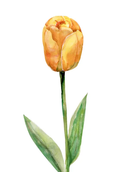 Modèle Tulipe Image Sur Fond Blanc Coloré — Photo