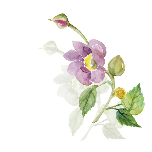 Wildflowers Akvarell Blommor Bild Vit Färgad Bakgrund Mönster — Stockfoto