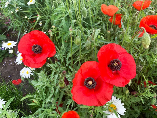 Poppy Veld Natuur Mooie Rode Bloemen — Stockfoto