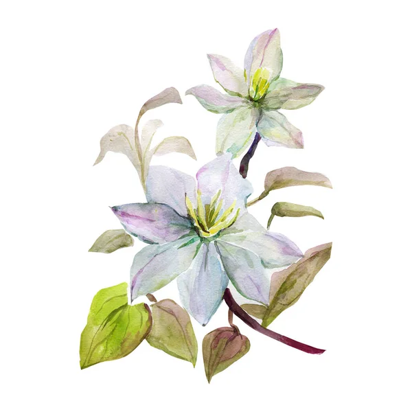 Akvarell Vita Blommor Bild Vit Och Färgad Bakgrund — Stockfoto