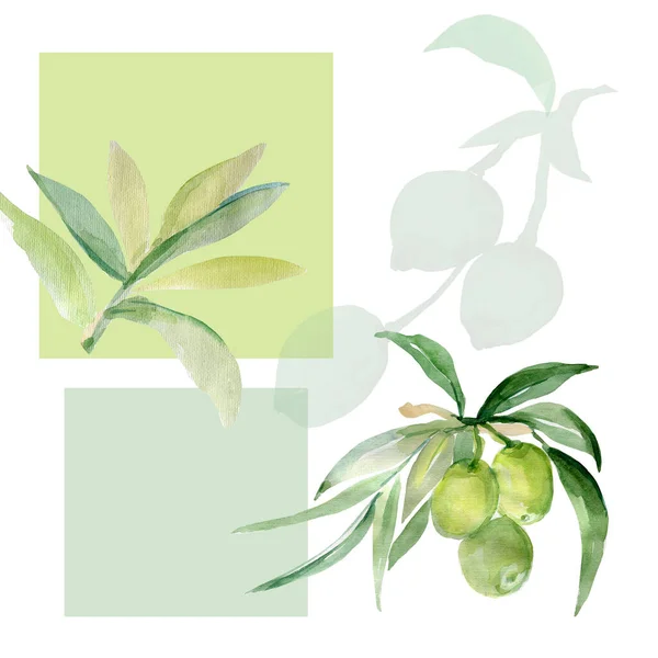 Aquarell Olivenbaumzweig Bild Auf Weißem Und Farbigem Hintergrund Patten — Stockfoto