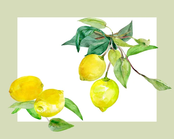 Muster Zitrone Auf Weißem Hintergrund Und Farbe — Stockfoto