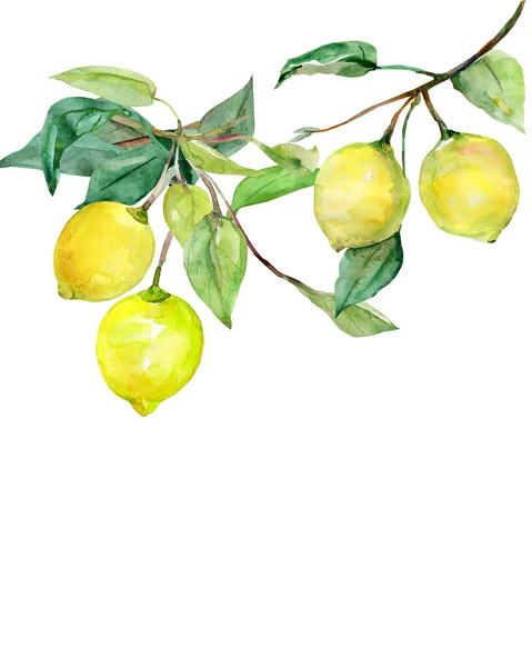 Beyaz Renkli Arka Planda Dikişsiz Desen Limon — Stok fotoğraf