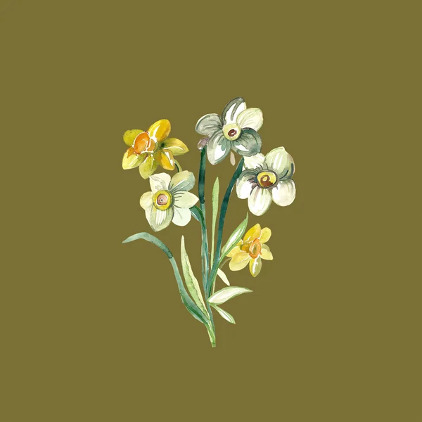 Spring narcissus flowers — Stock Photo, Image