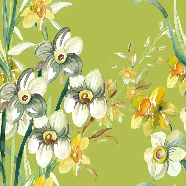 Kleurrijke narcissus bloemen — Stockfoto