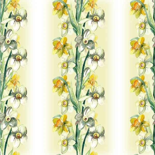 Kleurrijke narcissus bloemen — Stockfoto