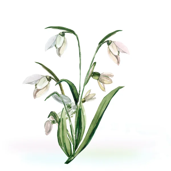 Spring snowdrop flowers — Stock Photo, Image