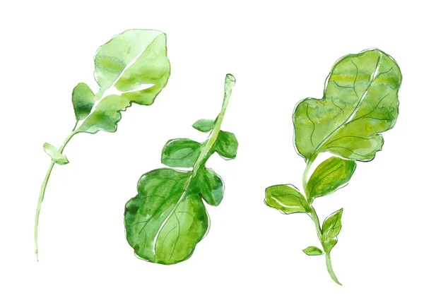 Зеленые листья редиса — стоковое фото