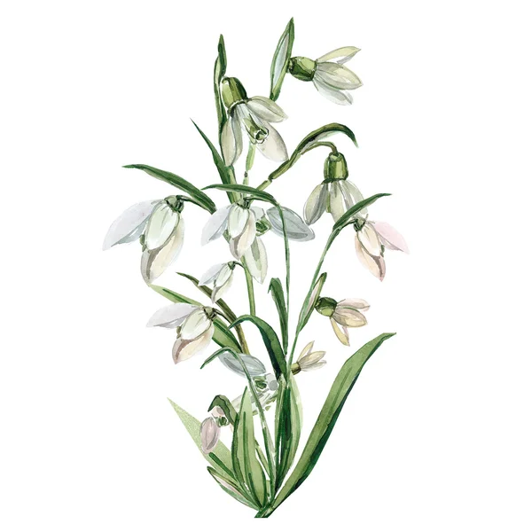 Vårblommor snowdrop — Stockfoto