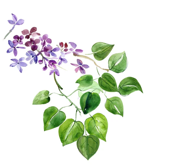 Lente bloeiende lila branch — Stockfoto