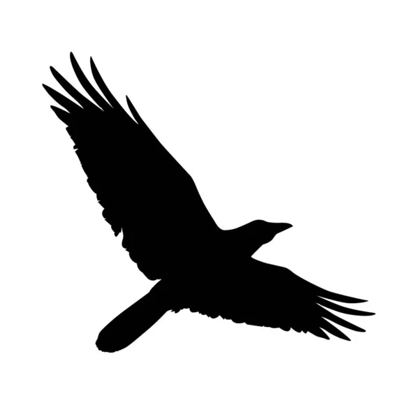 Silhouette Flying Crow Vector Illustration Raven Silhouette Raven Flight Isolated — Stock Vector