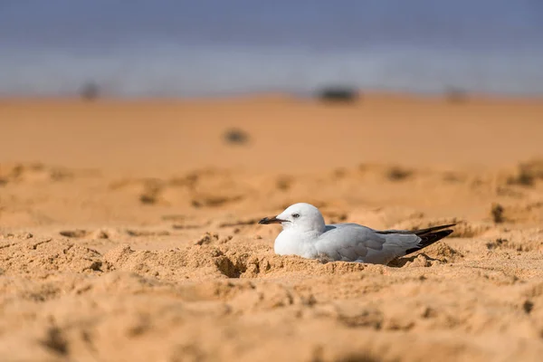 Måsfågeln Stranden Närbild Vit Fågel Mås Måsen Sitter Sanden — Stockfoto