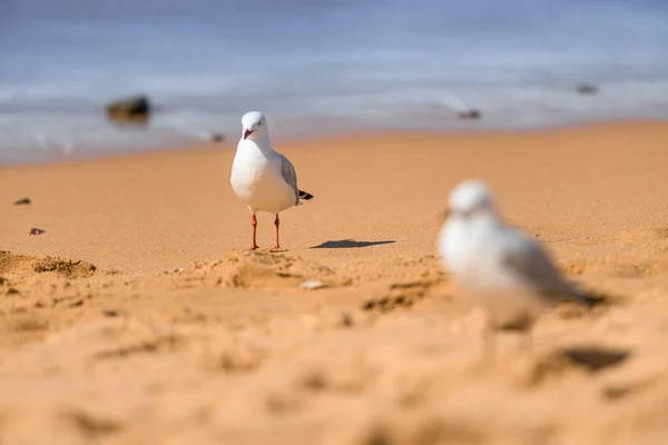 Fiskmåsar Stranden Närbild Vita Måsar Två Måsar Stående Sanden — Stockfoto